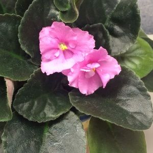 Meet your Posher, Rene'